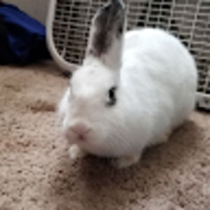 Meet your Posher, Julio